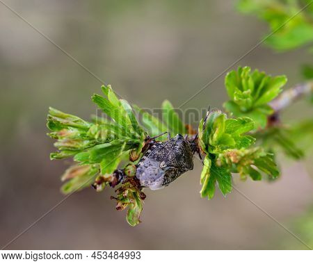 Close Up Of A Gray Garden Bug, Rhaphigaster Nebulosa On A Plant.