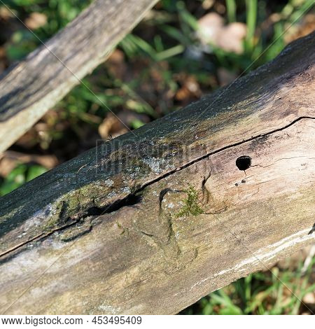 Infestation By The Asian Longhorned Beetle Anoplophora Glabripennis On A Dead Trunk Of A Maple Tree 