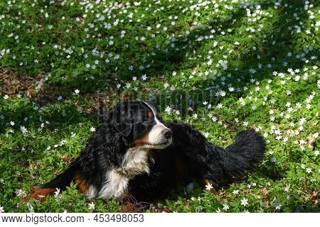 Zennenhund Dog In The Spring Forest, Surrounded By Forest Flowers.