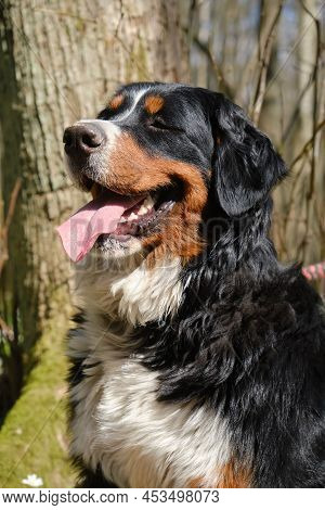 Zennenhund Dog In The Spring Forest, Surrounded By Forest Flowers.