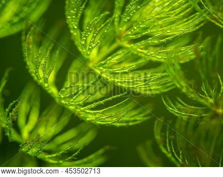 Selective Focus Of Hornwort Plant (ceratophyllum Demersum) On A Fish Tank - Macro Close Up
