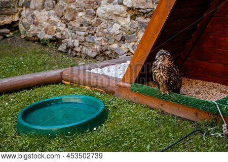 Cheb, Western Bohemia, Czech Republic, 14 August 2021: Eagle Owl Or Eurasian Orle-sova, Bubo Bubo Bi