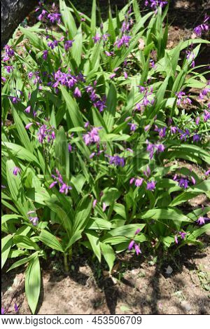 Urn Orchid (bletilla Striata) Flowers. Orchidaceae Pernnial Plants. Purple-red Flowers Bloom From Ap