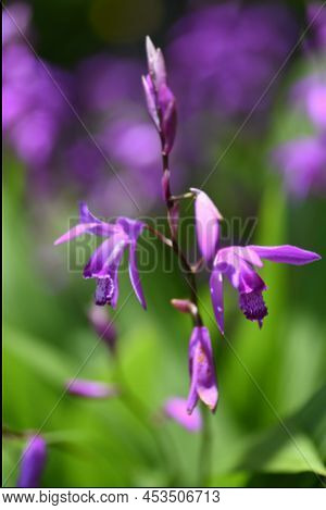 Urn Orchid (bletilla Striata) Flowers. Orchidaceae Pernnial Plants. Purple-red Flowers Bloom From Ap