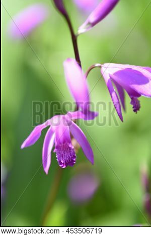 Urn Orchid (bletilla Striata) Flowers. Orchidaceae Pernnial Plants. Purple-red Flowers Bloom From Ap