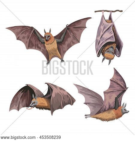 Set Of Cute Fruit Bats Or Flying Fox In Various Positions Isolated On White Background. Hand Drawn A