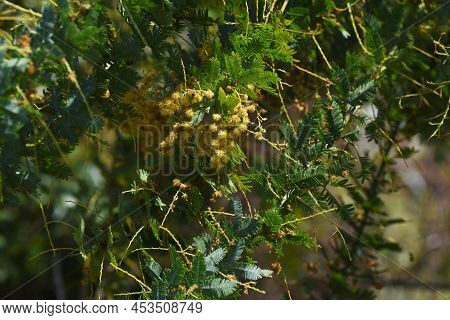 Cootamundra Wattle (acacia Baileyana) After Flowers And Seedpods. The Flowering Season Is From Febru