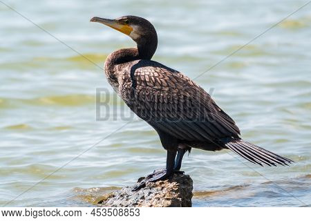 Great Cormorant, Phalacrocorax Carbo, Standing On A Stone On The Sea Shore. The Great Cormorant, Pha