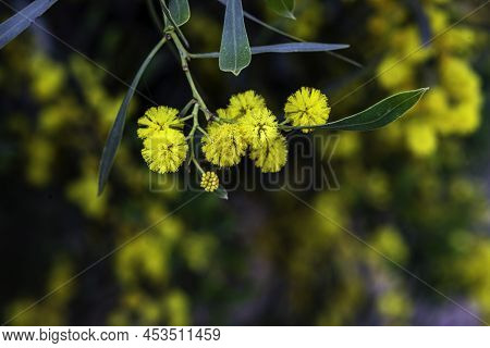 Yellow Blossoms Of A Flowering Cootamundra Wattle Acacia Baileyana Tree Closeup On A Blurred Backgro