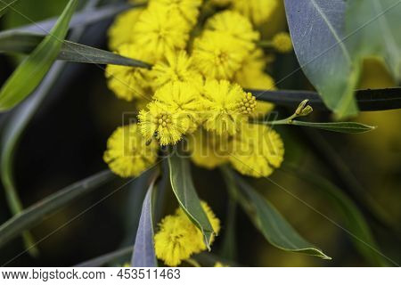 Yellow Blossoms Of A Flowering Cootamundra Wattle Acacia Baileyana Tree Closeup On A Blurred Backgro