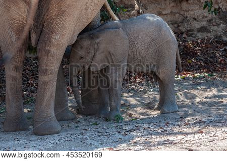 Close-up Of A Desert Elephant And Her Feeding Baby Calf, Somewhere In Namibia.