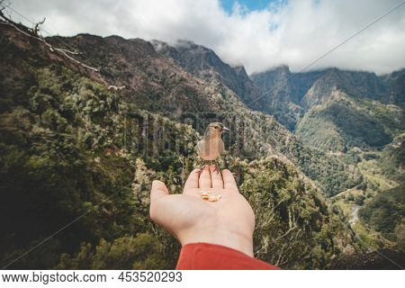 Small Madeiran Chaffinch Has Flown To The Man's Hand For Food Crumbs And To See If He Is Safe. Fring