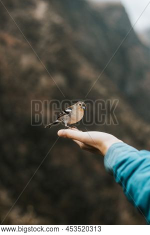 Rare Madeiran Chaffinch Has Flown To The Man's Hand For Food Crumbs And To See If He Is Safe. Fringi