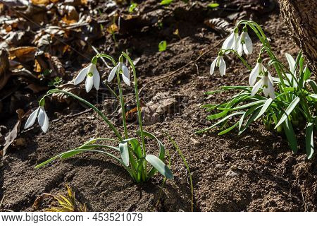 White Snowdrop Flower, Close Up. Galanthus Blossoms Illuminated By The Sun In The Green Blurred Back