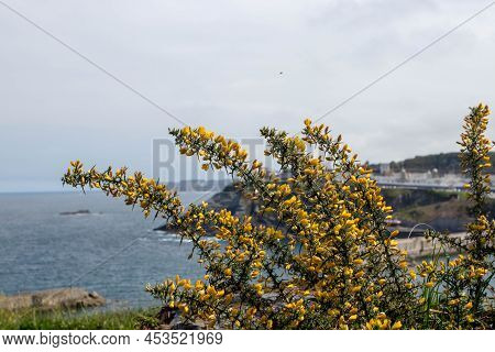 Ulex Europaeus, Gorse, Common Gorse, Furze Or Whin Plants With Bright Yellow Flowers At The Sea Shor