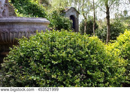 Buxus Sempervirens, Common Box, European Box Or Boxwood Bright Green Bush Globe Pruned Plant In The 