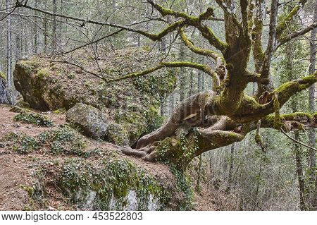 Lime Tree Trunk In A Forest. Hoz Del Beteta. Spain