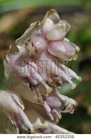 Toothwort