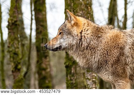 Close Up Of An Adult Wolve Roaming In The Forest