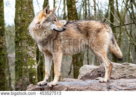 Close Up Of An Adult Wolve Roaming In The Forest