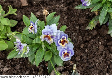 Yellow And Purple Blooming Pansies In The Garden. Viola Cornuta, Horned Pansies, Crested Pansies.