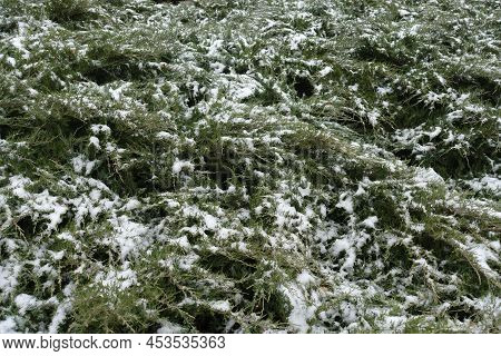 Grey Green Foliage Of Juniper Covered With Snow In December