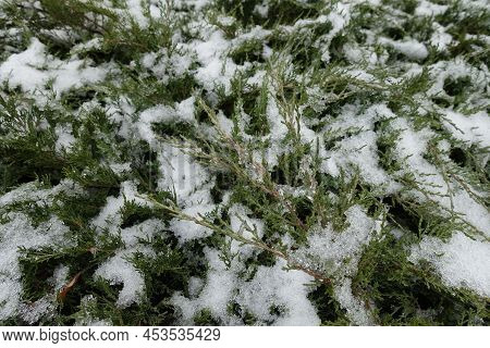 Half Melted Snow On Branches Of Juniper In December