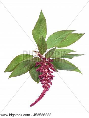 Amaranthus Flower Isolated On A White Background