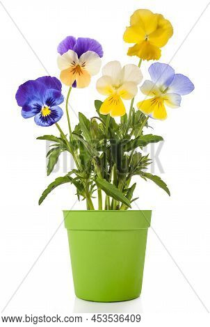 Pansy Flowers Mixin Vase Isolated On White Background