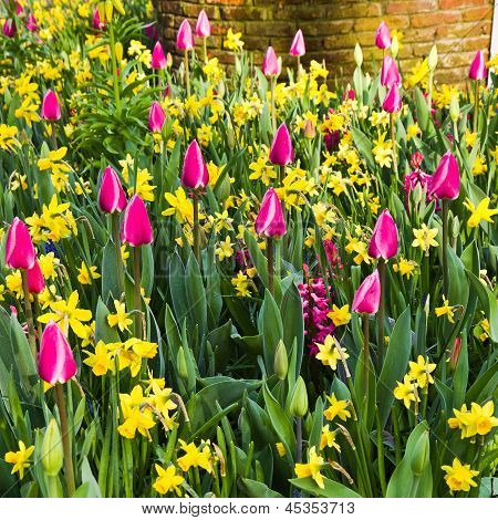 Tulipes et des jonquilles au printemps