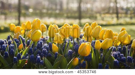 Tulipes jaunes et muscaris bleus au printemps