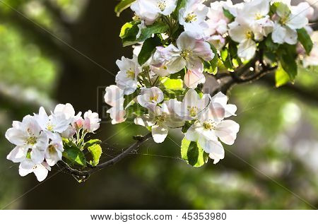 Appleblossom auf Appletree im Frühjahr