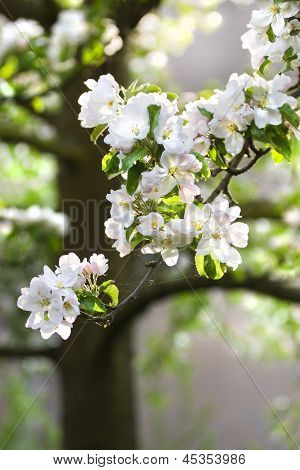 Appleblossom auf Appletree im Frühjahr