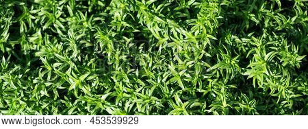 Full Frame Green Plant Phlox Subulate, Leaves