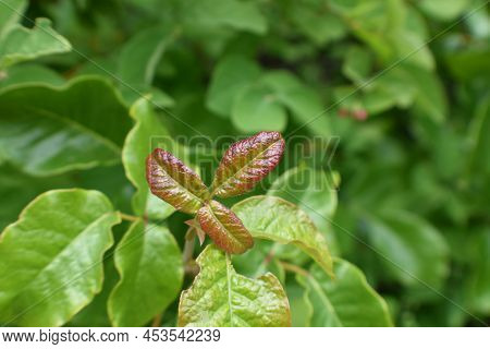 Young Red Poison Oak Leaf Surrounded With Mature Green Poison Oak Leafs For Plant Identification