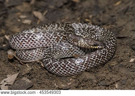 Oriental Wolf Snake Lycodon Capucinus Found In Tropical Forest