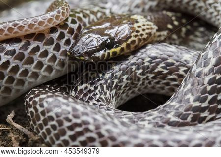 Oriental Wolf Snake Lycodon Capucinus Found In Tropical Forest