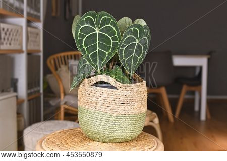 Exotic Houseplant With Botanic Name 'anthurium Clarinervium' With White Lace Pattern Veins In Basket