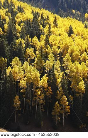 Aspen Trees With Fall Color, San Juan National Forest, Colorado, Usa