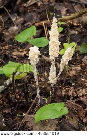 Wildlife Of Europe - Protista Organism Slime Mold Growing In The Belarusian Forest