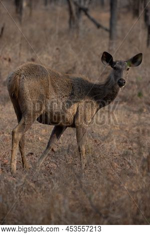 Sambar Deer Standing On Grassy Field At A Forest In Madhya Pradesh, India