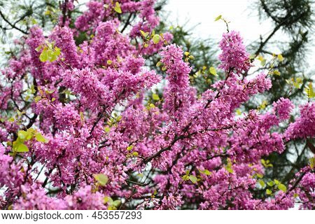Cercis Siliquastrum Blooming Tree. Pink Flowers Background. Judas Tree Branches In Pink Blossom. Bea
