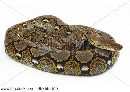 Malayopython Reticulatus Or Reticulated Python Snake On White Background.