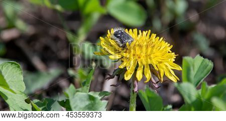 Insect Tropinota Hirta On A Yellow Dandelion Flower. Tropinota Hirta. Hairy Bronze Beetle. Family Sc
