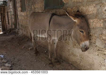 Donkey On Lamu Resting In The Shade After Hard Work, Kenya