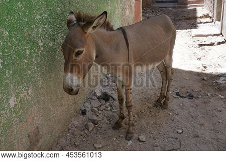 Hard Working Donkey On Lamu Resting In The Shade, Kenya