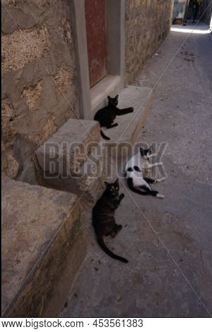 Group Of Cats Escaping The Heat Of Lamu, Kenya