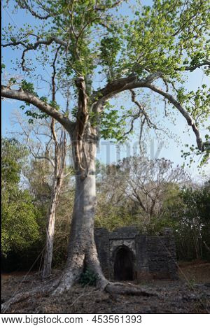 One Of The Archways Of The Gedi Ruins In Watamu Next To A Giant Tree, Kenya