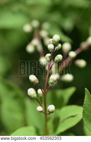 Slender Deutzia (deutzia Gracilis) Buds And Flowers. Hydrangeaceae Deciduous Shrub. Endemic To Japan