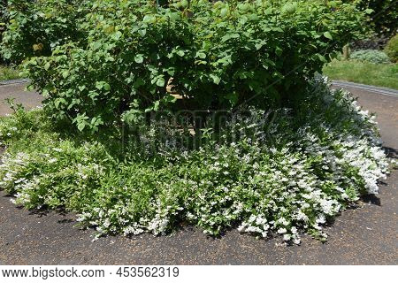 Slender Deutzia (deutzia Gracilis) Buds And Flowers. Hydrangeaceae Deciduous Shrub. Endemic To Japan
